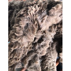Alpaca Fleece - Brown