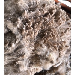 Alpaca Fleece - Fawn